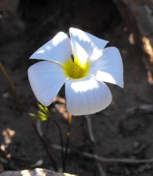 Image of Oxalis canaliculata Dreyer, Roets & Oberl.