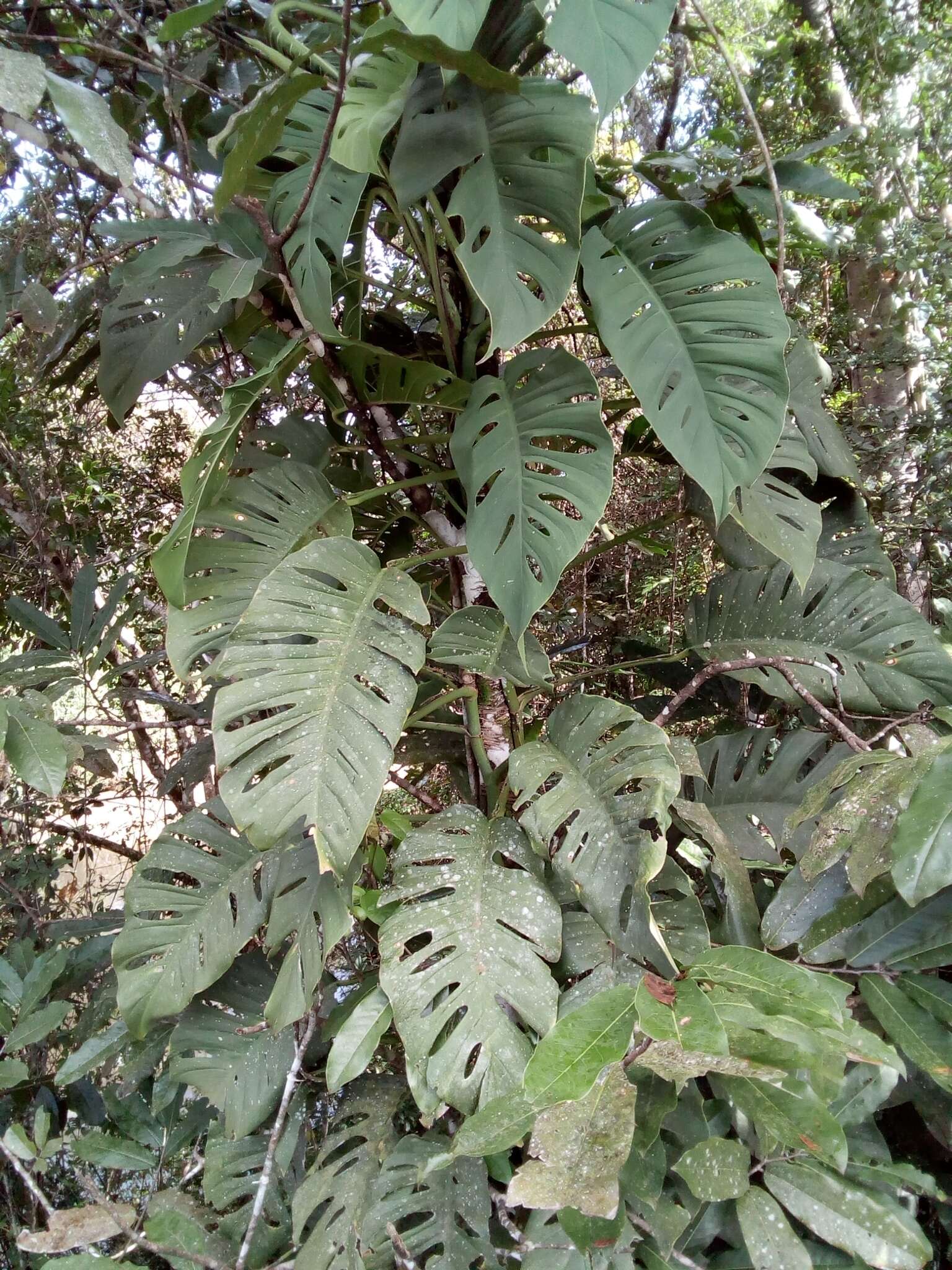 Image of Monstera acuminata K. Koch