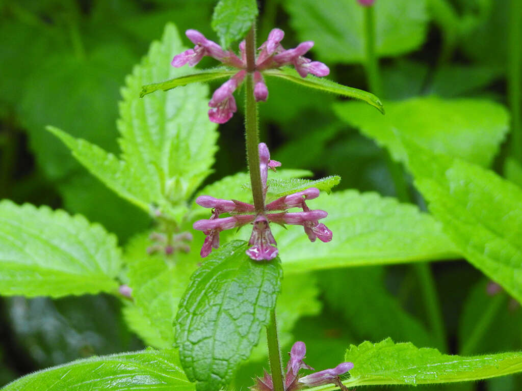 Image of Mexican Hedge-Nettle