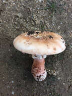 Image of Amanita novinupta Tulloss & J. Lindgr. 1994