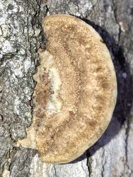 Sivun Trametes cubensis (Mont.) Sacc. 1891 kuva