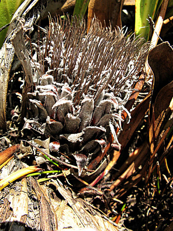 Plancia ëd Protea pruinosa J. P. Rourke