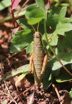 Слика од Booneacris alticola Rehn, J. A. G. & Randell 1962