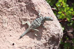 Image of Baja Blue Rock Lizard