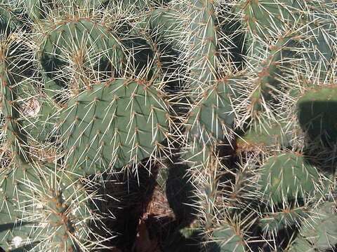 Image of Eastern Prickly Pear