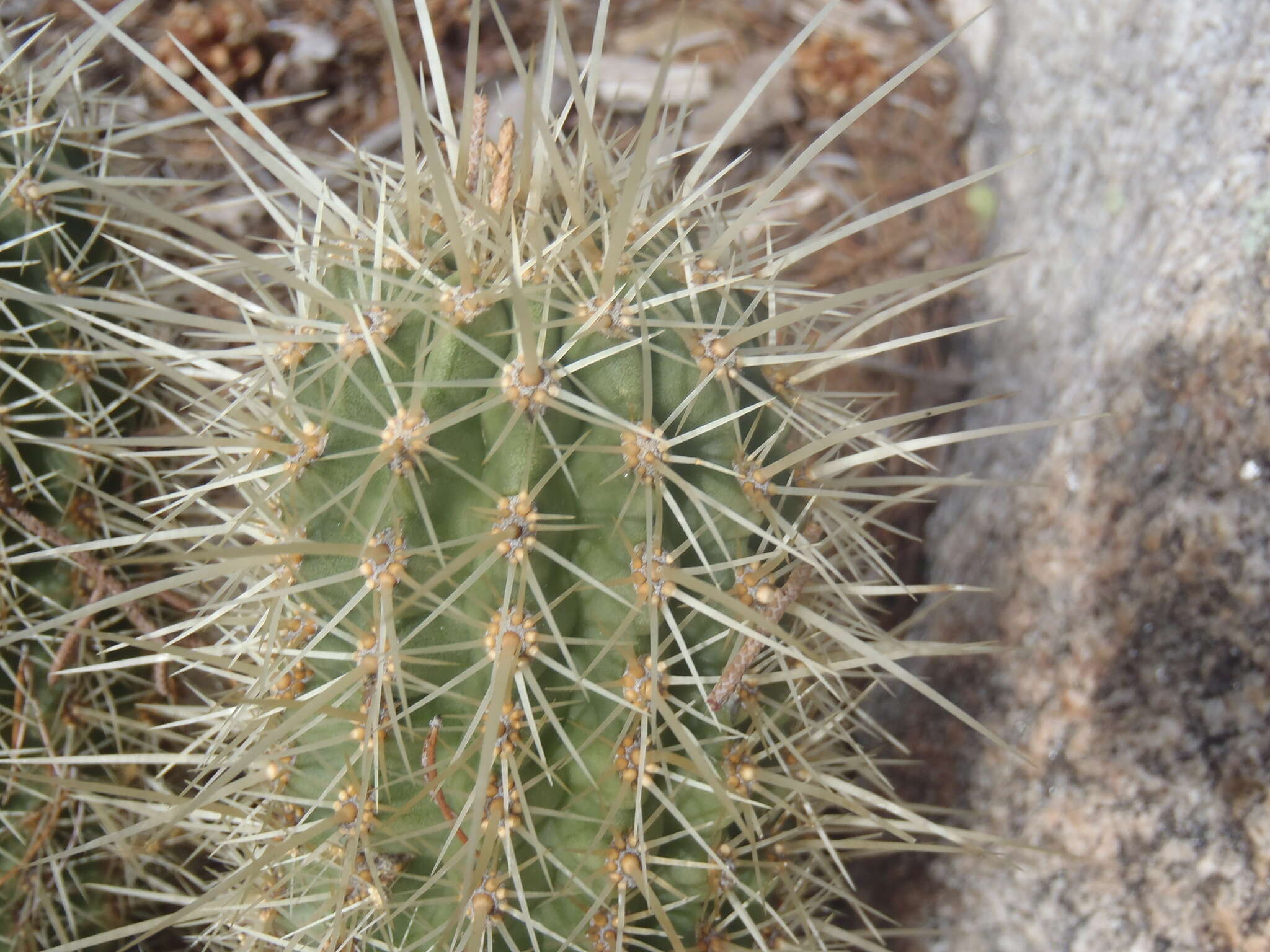 Image of Leding's Hedgehog Cactus