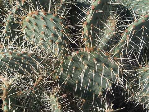 Image of Eastern Prickly Pear