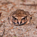 Image of Great Barred River-frog