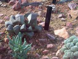 Image of Stone Quaggafig