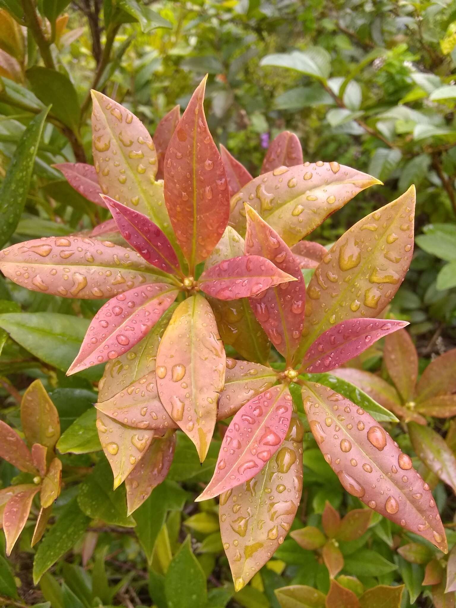 Image de Illicium hottense A. Guerrero