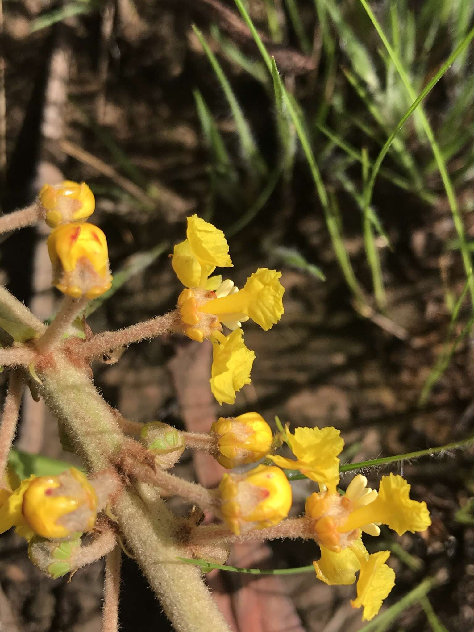 Image of Byrsonima verbascifolia (L.) DC.