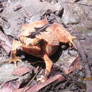 Image of Rhinella alata (Thominot 1884)