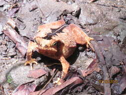 Image of Rhinella alata (Thominot 1884)