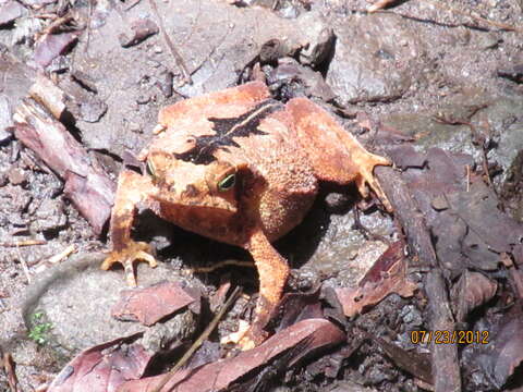 Rhinella alata (Thominot 1884) resmi