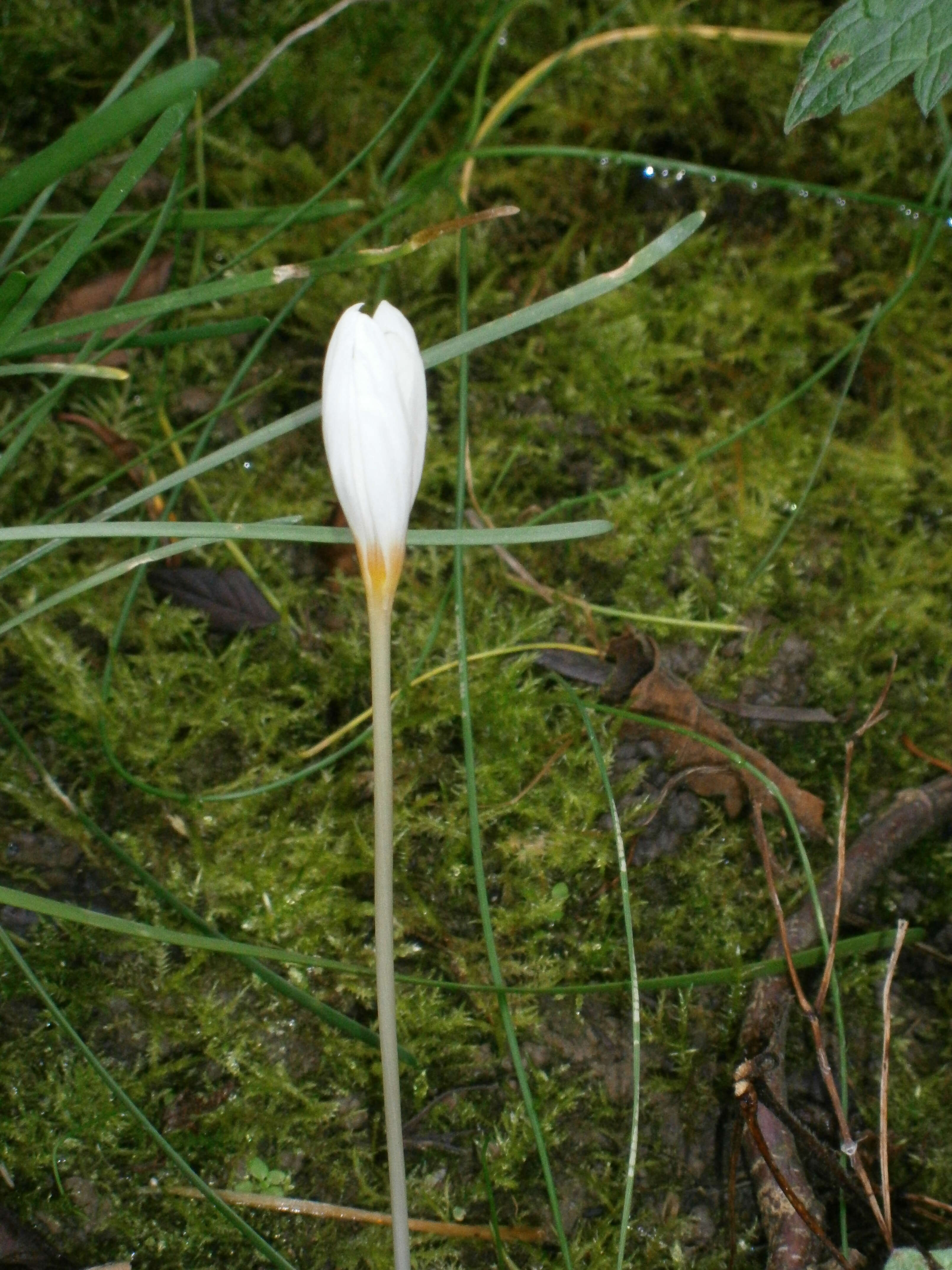 Image of Crocus ochroleucus Boiss. & Gaill.