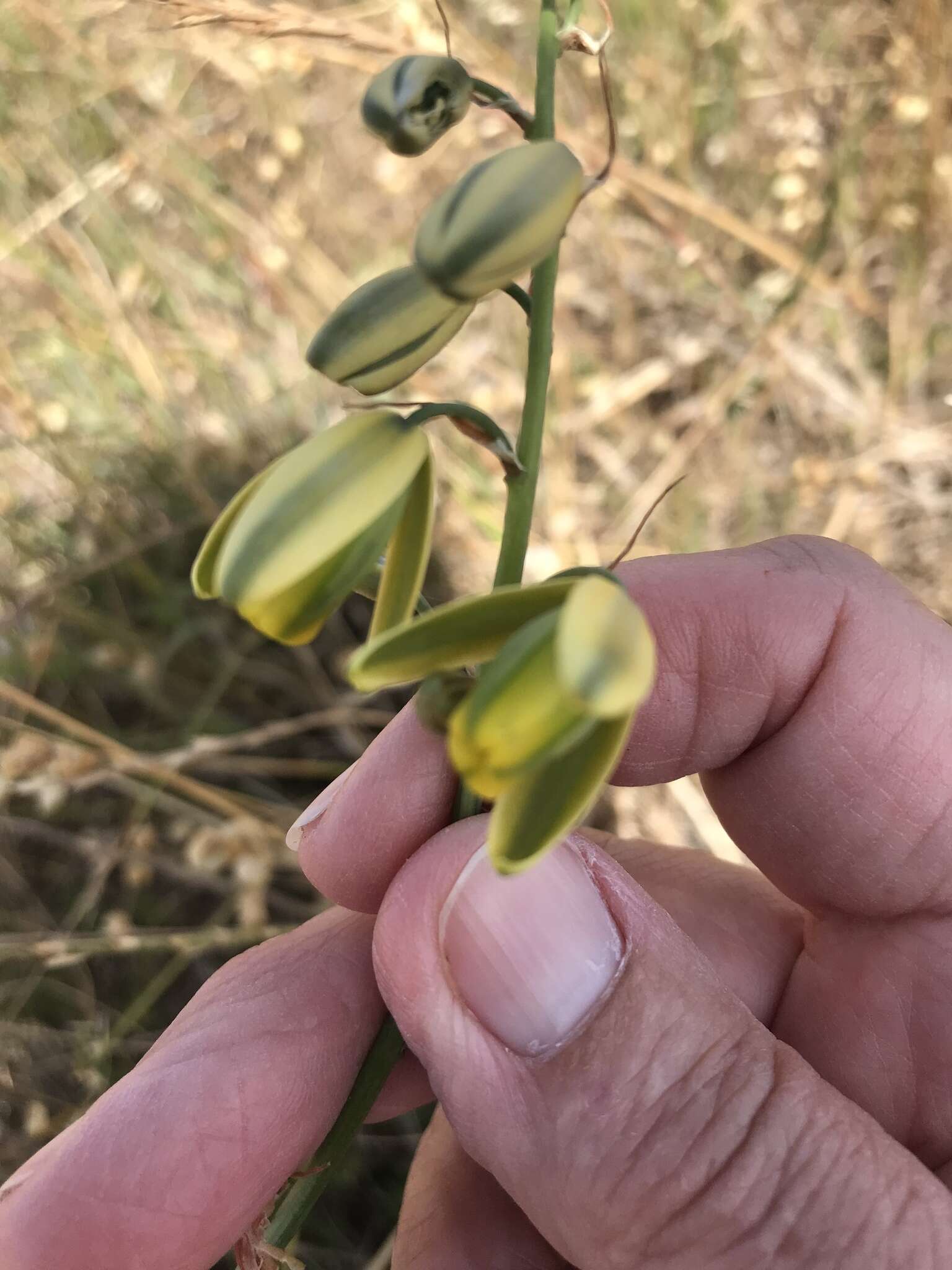 Image de Albuca fragrans Jacq.