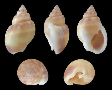 Imagem de Nassarius coronatus (Bruguière 1789)