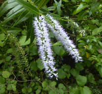 Image of <i>Veronica <i>stricta</i></i> var. stricta