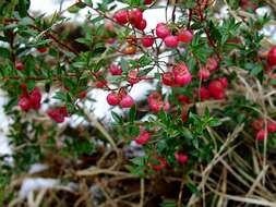 Image of Gaultheria mucronata (L. fil.) E. J. Remy