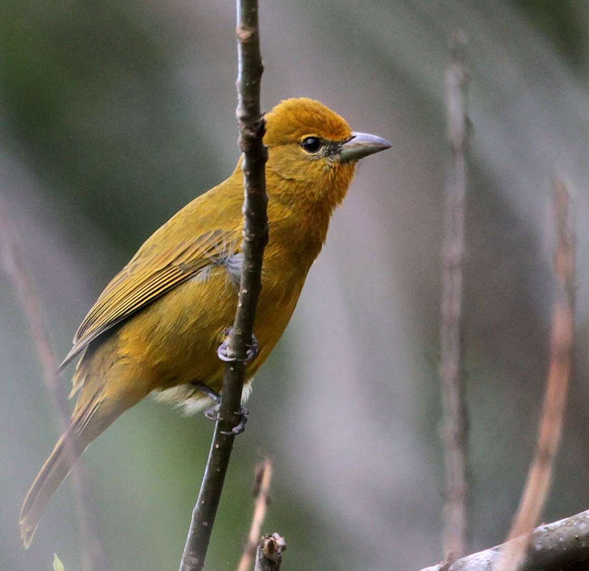 Image of Piranga flava lutea