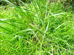 Image of Cumberland Sand-Reed