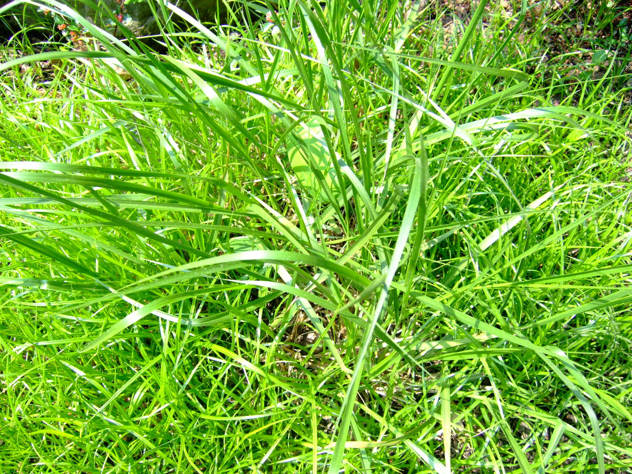 Image of Cumberland Sand-Reed