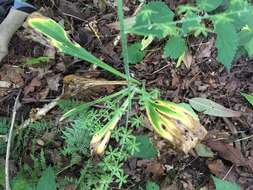 Image of Appalachian bunchflower