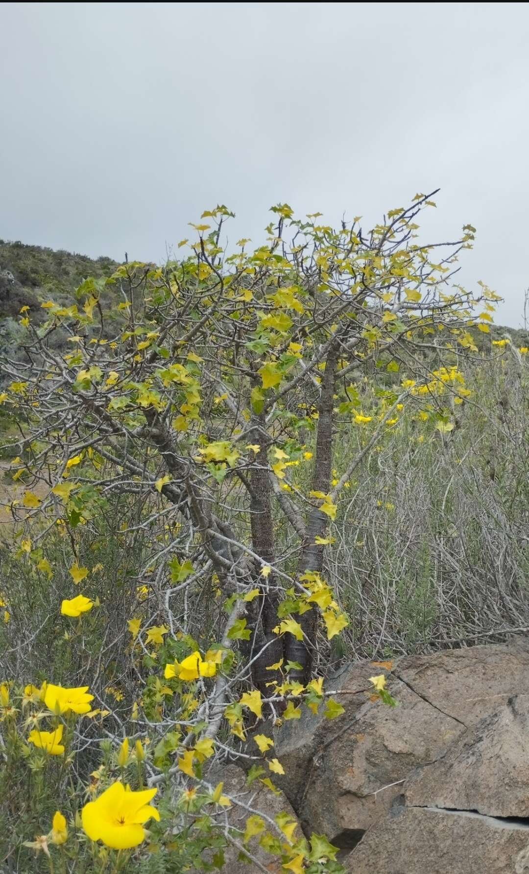 Image of Vasconcellea chilensis Planch.