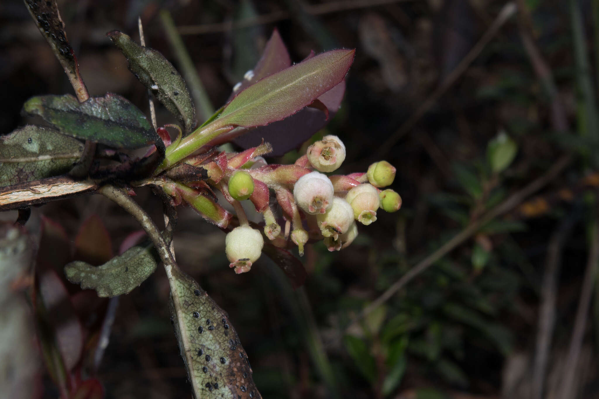 Image of Texas madrone