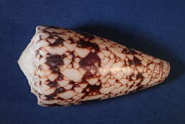 Image of Conus araneosus nicobaricus Hwass ex Bruguière 1792