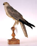 Image of Pallid Harrier