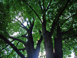 Image of American basswood