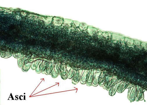 Image of Taphrina caerulescens (Desm. & Mont.) Tul. 1866