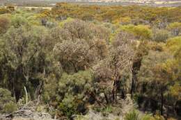 Image of Eucalyptus caesia subsp. caesia