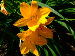 Image of Amur daylily