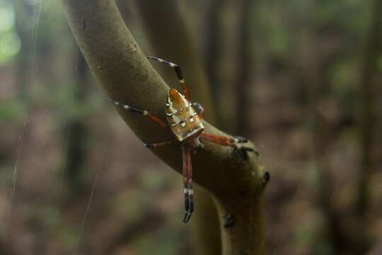 Imagem de Argiope ocula Fox 1938