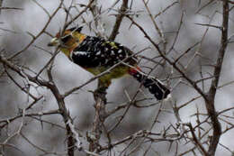 Image of Crested Barbet