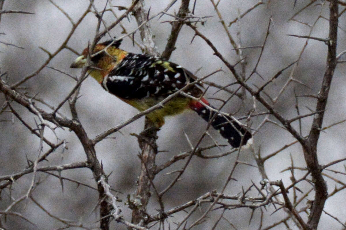 Image of Crested Barbet