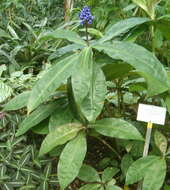 Image of Blue ginger