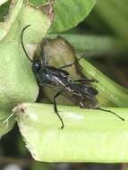 Image of Spider wasp