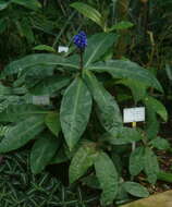 Image of Blue ginger