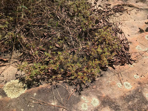 Image of Small's purslane