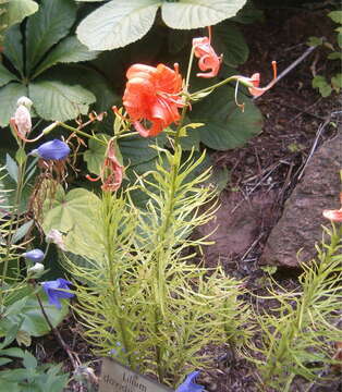 Image de Lilium davidii Duch. ex Elwes