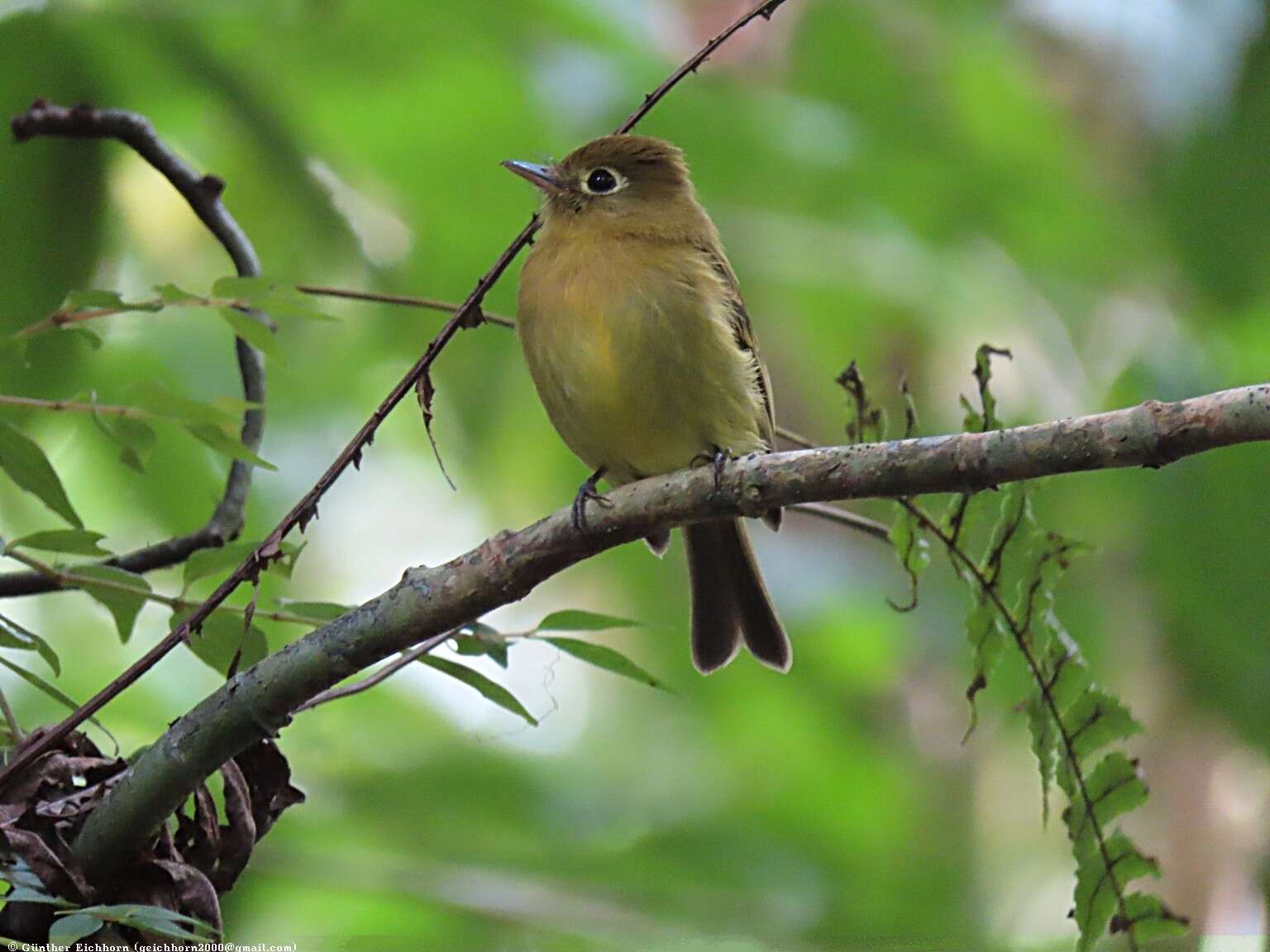 Image of Yellowish Flycatcher