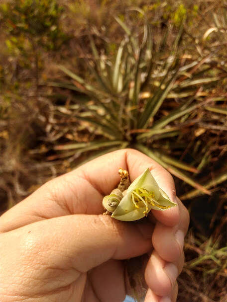 Imagem de Puya bicolor Mez