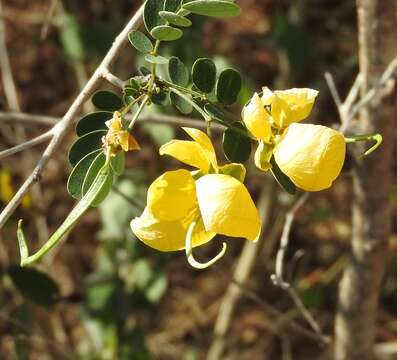 Image of Senna pallida (Vahl) H. S. Irwin & Barneby