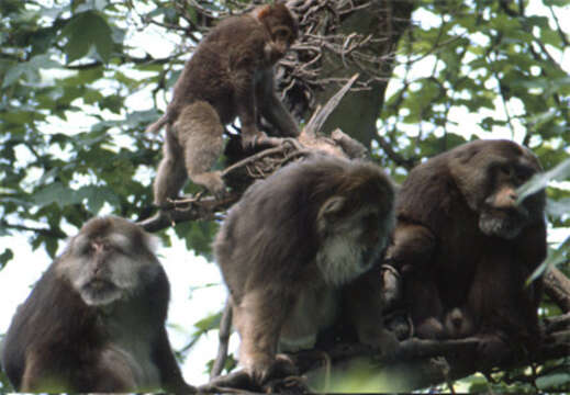 Слика од Macaca thibetana (A. Milne-Edwards 1870)