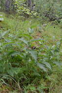 Слика од Cirsium helenioides (L.) Hill