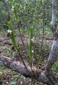 Imagem de Dendrobium ellipsophyllum Tang & F. T. Wang