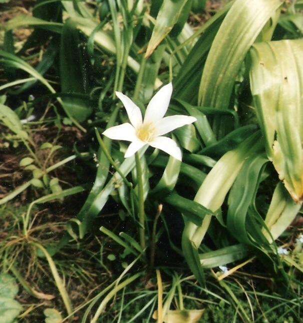 Zephyranthes atamasco (L.) Herb. resmi